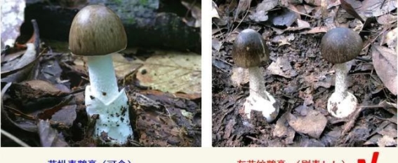 警惕湖南野生蘑菇中毒高发，这些知识你必须掌握