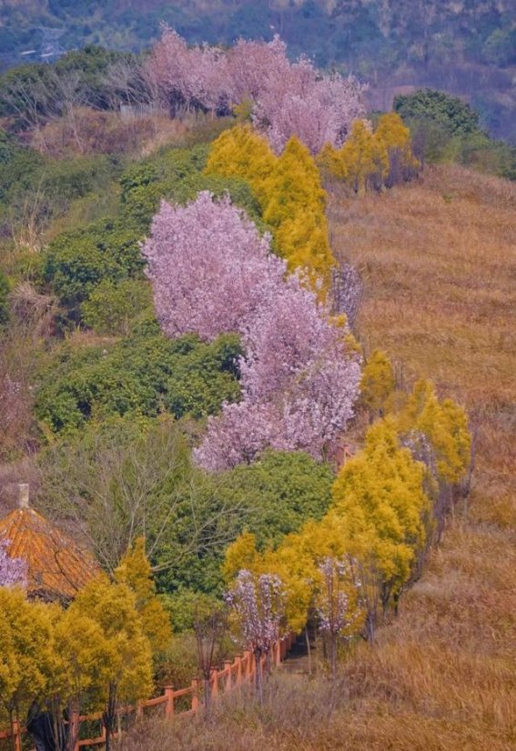 成都樱花隧道，春日秘境近在咫尺