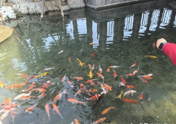 单位送我们女神节礼物，古城一日游