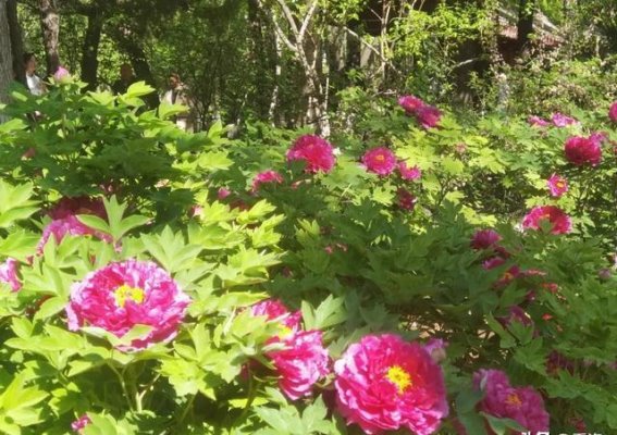 洛阳牡丹花开盛景 春日里的文化与自然交响