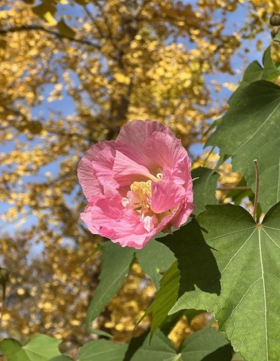 济南森林公园的木芙蓉花开，秋意浓浓一枝独秀