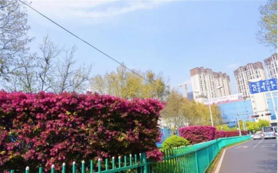 春日火焰：红花檵木点亮城市街头