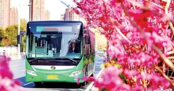 郑州春日赏花专线 三条便捷路线邀你共赏春色