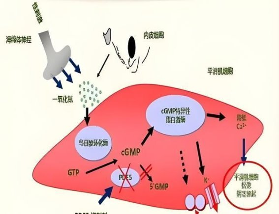 他达拉非是否会上瘾？吸烟与低碳水饮食对勃起功能的影响