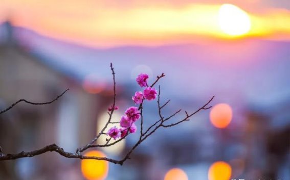 从樱花到文化符号：中国与日本赏樱背后的深层逻辑