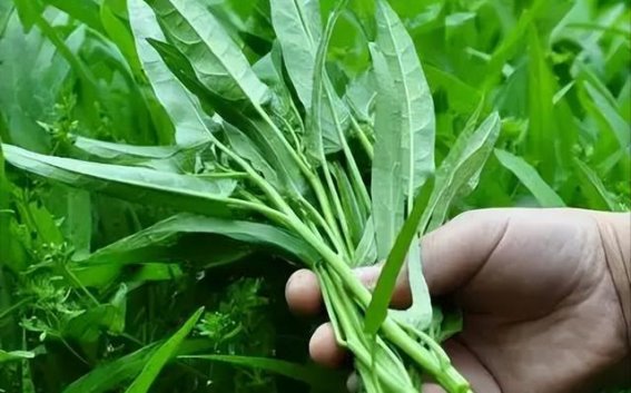 长辈一碟炒青菜都不能碰？医生提醒：即使胃口好，老人也应避免4种蔬菜