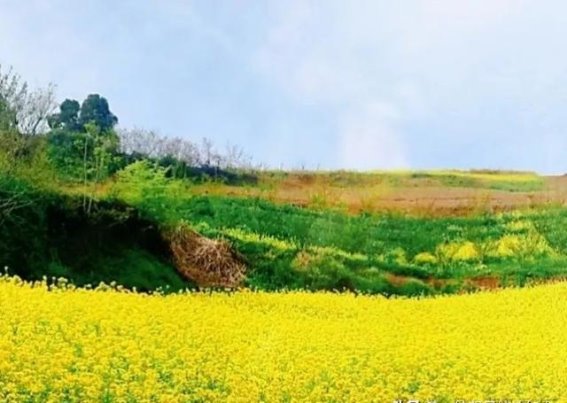 上观桃花待君赏——春风里的桃花梦