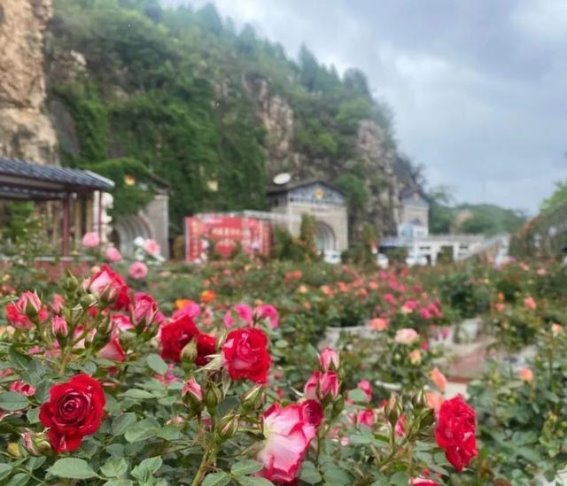 河南月季盛开，邀你追寻月色芬芳之旅