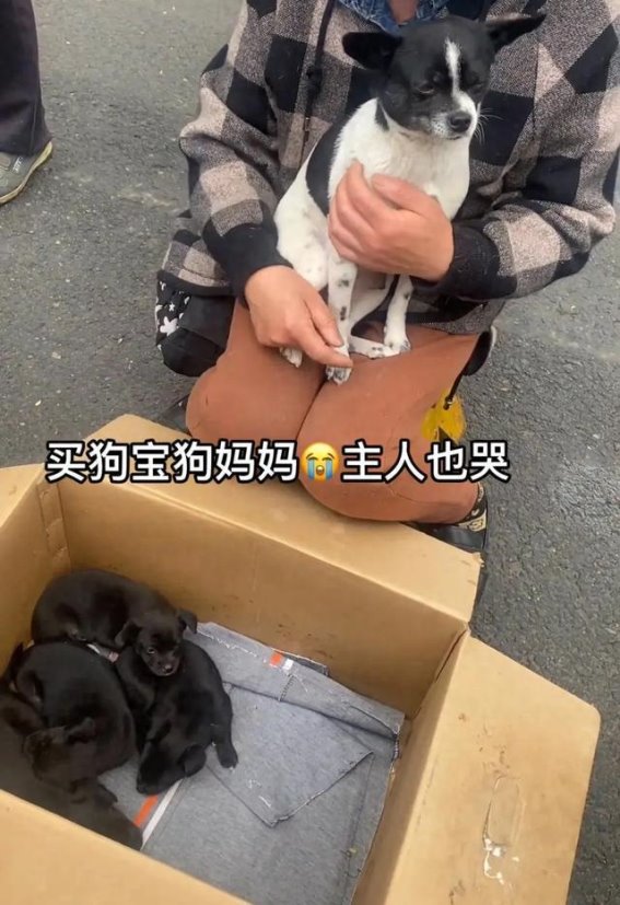 卖狗宝宝狗妈哭主人也哭，路过大哥太逗了：不如整个盆