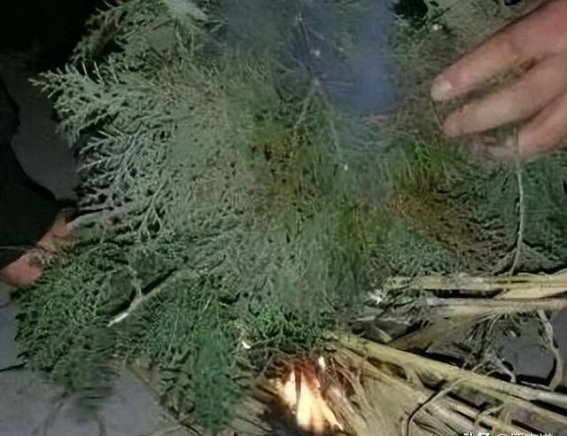 砍柏柴的岁月