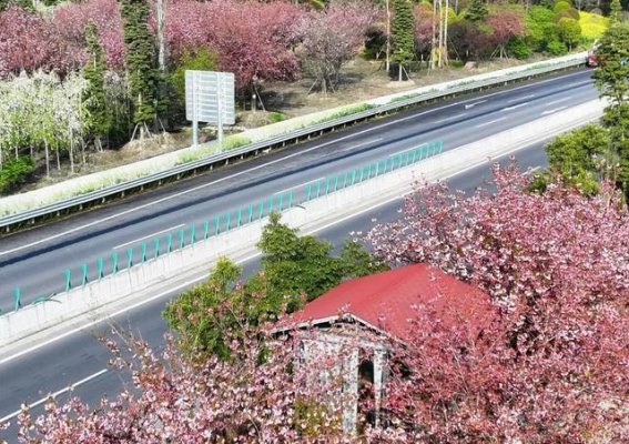 漫步崇州街子古镇，樱花雨中与春天同行