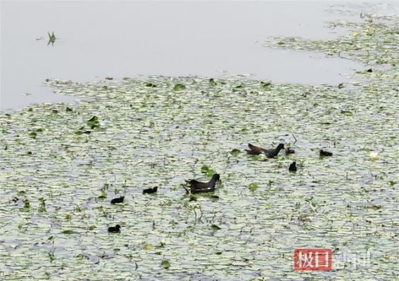 太极湖湿地公园迎来黑水鸡家庭春游