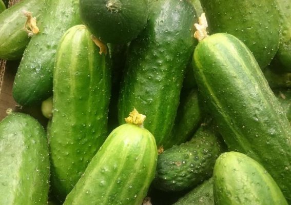 芒种节气的养生之道：这4种蔬菜有清热解毒的功效