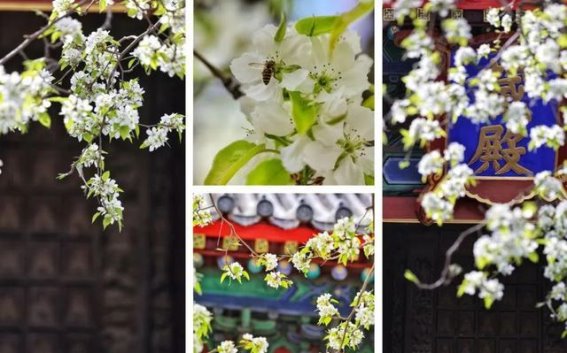 梨花寻梦：京郊春日梨花美景尽收眼底