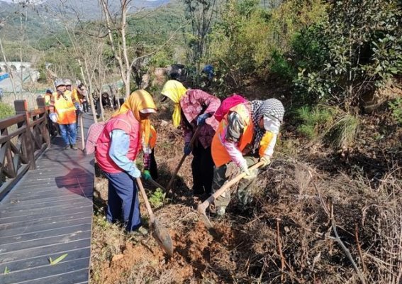 秋冬植树热潮：云台山景区的绿色行动