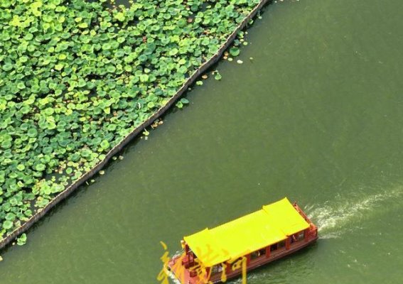 盛夏大明湖的荷塘：一池碧绿迎风摇曳