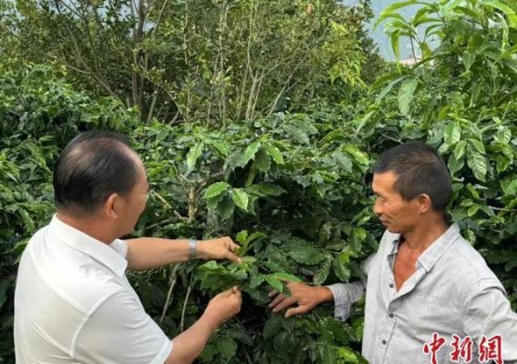 云南咖啡新潮流：精品化驱动下的产业繁荣