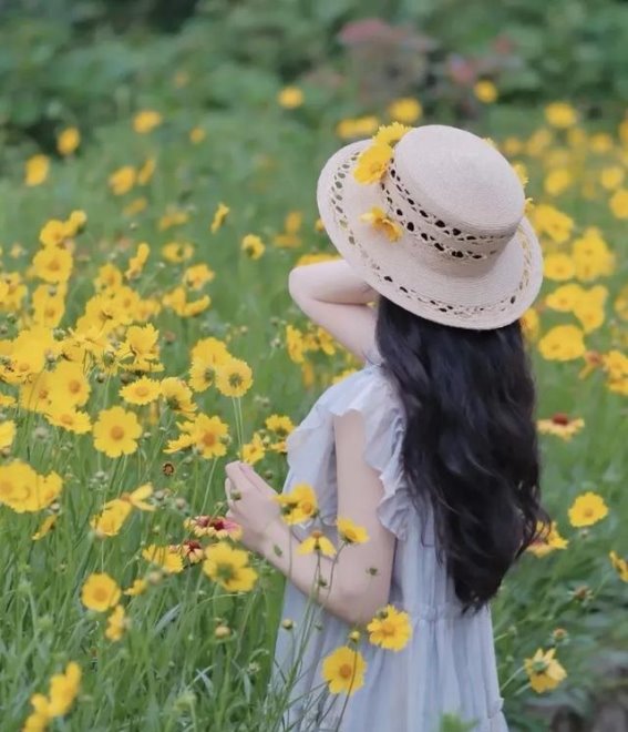 济南植物园的金鸡菊：夏日里的金色奇迹