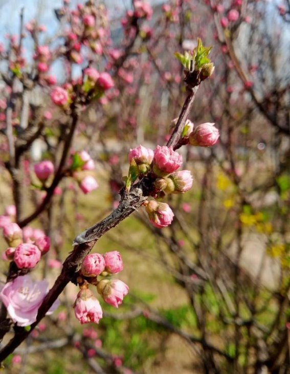 春光里的三里河：与花朵的邂逅