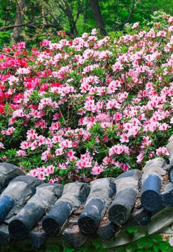 四月杜鹃，醉美花海等你来