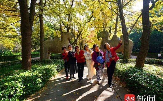 南京石象路的秋色如画，五彩斑斓的季节韵律