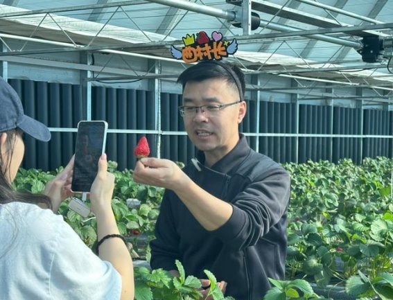 绥芬河草莓产业的转型之路：从边境小镇到电商热销