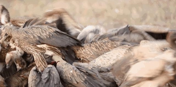 秃鹫攻击活物的背后：生存压力与生态警示