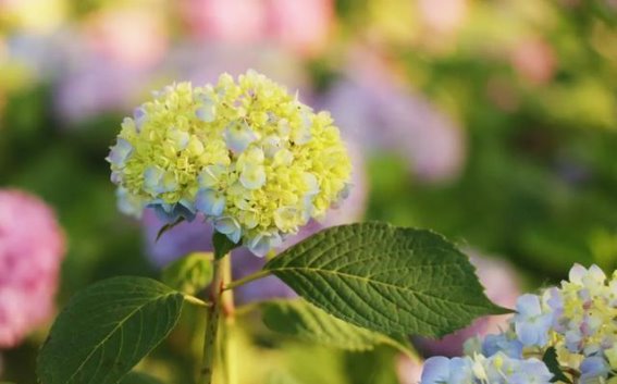 初夏绣球花的盛放——宿迁美景尽在眼前