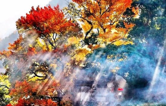 福田村的红枫传奇：200年守护岁月的古树与秋日盛景