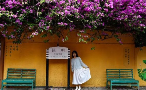 五华区的街巷三角梅：花开正浓，故事流转