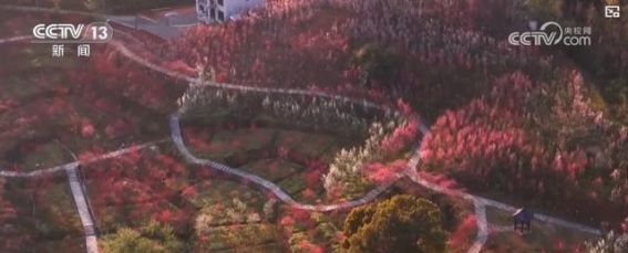 科技助力鲜花产业，推动鲜花经济蓬勃发展