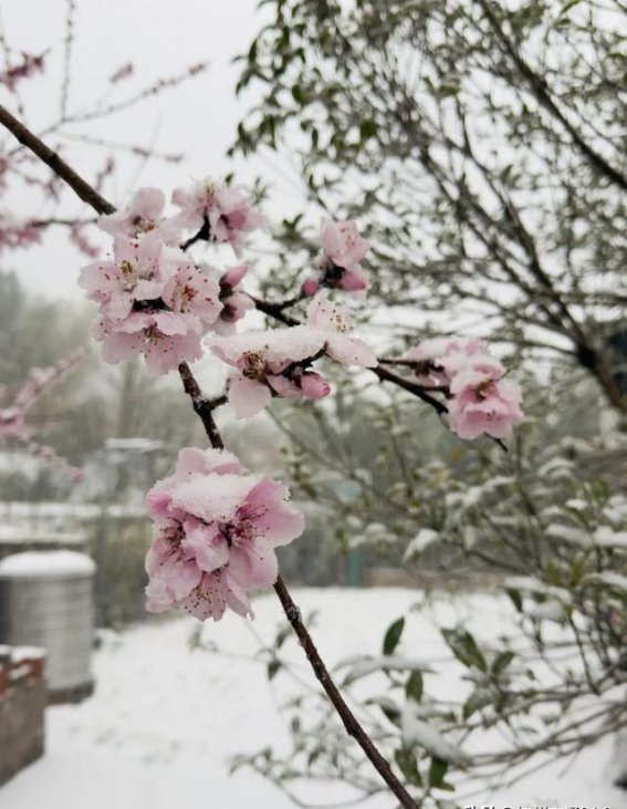 杭州遭遇强烈倒春寒，3月末降雪引发关注