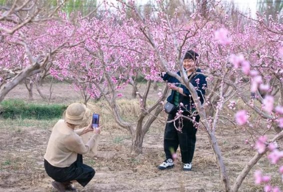 敦煌桃花盛放：大漠中的春日花海