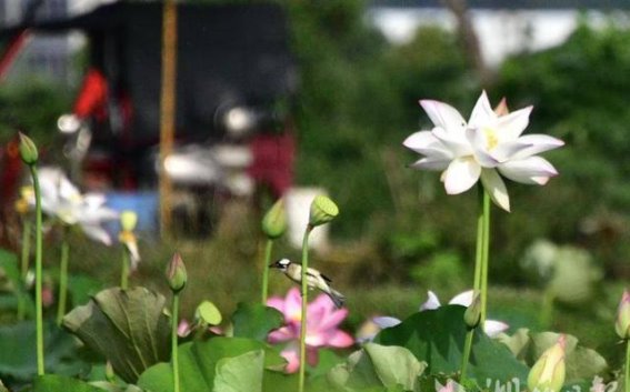 初夏荷塘鸟语——老河口双家营村的生态画卷