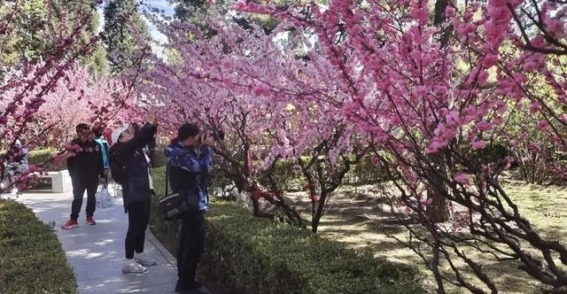 清明假期，潭柘寺与戒台寺的春日奇迹