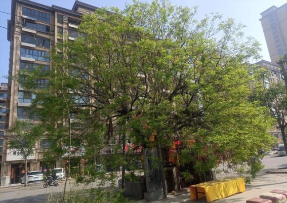 谷雨时节曹县古槐树的岁月与生命